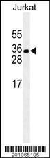 Anti-ELAVL1 Mouse Monoclonal Antibody (FITC (Fluorescein Isothiocyanate)) [clone: 224CT6.5.3]