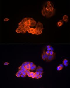 Antibody A309241-100 100 µl