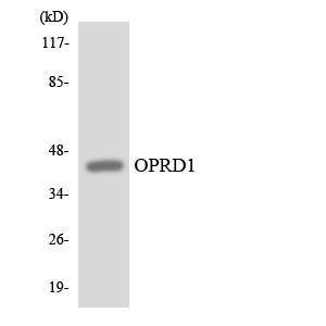 Western blot analysis of the lysates from HT 29 cells using Anti-OPRD1 Antibody