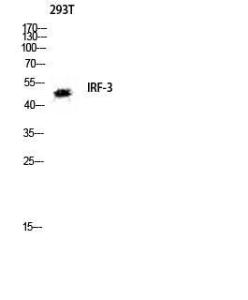 Antibody anti-IRF-3 100 µg