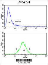 Anti-E2F5 Rabbit Polyclonal Antibody (PE (Phycoerythrin))