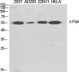 Western blot analysis of various cells using Anti-Fos Antibody