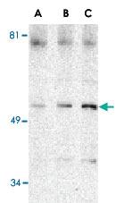 Anti-BECN1 Rabbit Polyclonal Antibody