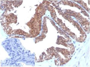 Anti-MIF antibody