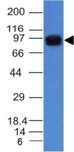 Western blot analysis of A549 cell lysate using Anti-UACA Antibody [AE-5]