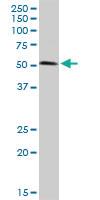 Anti-XIAP Rabbit Polyclonal Antibody