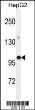 Anti-GPAM Rabbit Polyclonal Antibody (PE (Phycoerythrin))