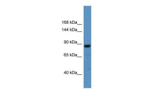 Anti-CADPS Rabbit Polyclonal Antibody