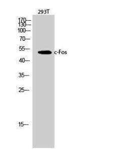 Western blot analysis of 293T cells using Anti-Fos Antibody