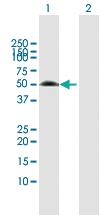 Anti-XIAP Rabbit Polyclonal Antibody