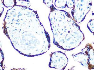 Anti-ERp57 Rabbit Monoclonal Antibody [clone: ARC0987]