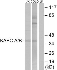 Western blot analysis of lysates from COLO and Jurkat cells using Anti-KAPC A + B Antibody. The right hand lane represents a negative control, where the antibody is blocked by the immunising peptide