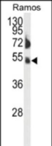 Anti-FCRL4 Rabbit Polyclonal Antibody (PE (Phycoerythrin))