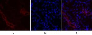 Immunofluorescence analysis of mouse kidney tissue using Anti-Fos Antibody (red) at 1:200 (4°C overnight). Cy3 labelled secondary antibody was used at 1:300 (RT 50min). Panel A: Target. Panel B: DAPI. Panel C: Merge.