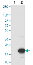 Anti-INSL5 Rabbit Polyclonal Antibody