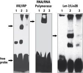 RNA 3' End biotinylation kit, Pierce™