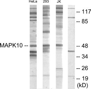 Western blot analysis of lysates from HeLa, 293, and Jurkat cells using Anti-MAPK10 Antibody The right hand lane represents a negative control, where the antibody is blocked by the immunising peptide