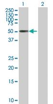 Anti-ZNF480 Mouse Polyclonal Antibody