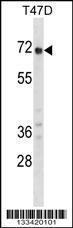 Anti-GPC2 Rabbit Polyclonal Antibody (APC (Allophycocyanin))