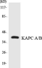 Western blot analysis of the lysates from RAW264.7 cells using Anti-KAPC A + B Antibody