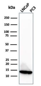 Anti-MIF antibody