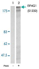 Anti-EIF4G1 Rabbit Polyclonal Antibody