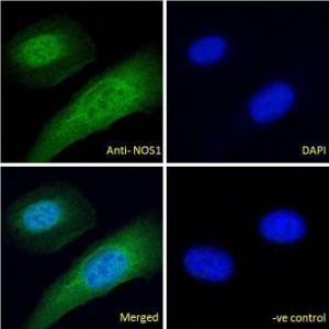 Anti-NOS1 Antibody (A83802) - Immunofluorescence analysis of paraformaldehyde fixed U2OS cells, permeabilized with 0