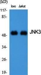 Western blot analysis of various cells using Anti-MAPK10 Antibody