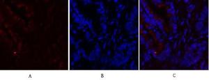 Immunofluorescence analysis of rat lung tissue using Anti-Fos Antibody (red) at 1:200 (4°C overnight). Cy3 labelled secondary antibody was used at 1:300 (RT 50min). Panel A: Target. Panel B: DAPI. Panel C: Merge.