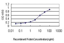 Anti-XIAP Mouse Monoclonal Antibody [clone: 2B3]