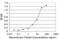 Anti-CD19 Mouse Monoclonal Antibody [clone: 1C9]