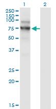 Anti-NVL Mouse Monoclonal Antibody [clone: 3F6]