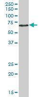 Anti-ZNF480 Mouse Polyclonal Antibody