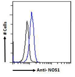 Anti-NOS1 Antibody (A83802) - Flow cytometric analysis of paraformaldehyde fixed Kelly cells (blue line), permeabilized with 0