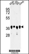 Anti-ARGLU1 Rabbit Polyclonal Antibody (APC (Allophycocyanin))