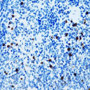 Immunohistochemistry analysis of paraffin-embedded mouse spleen using Anti-CD43 Antibody (A9855) at a dilution of 1:100 (40x lens). Perform microwave antigen retrieval with 10 mM PBS buffer pH 7.2 before commencing with IHC staining protocol.