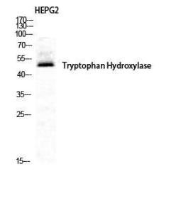 Western blot analysis of HepG2 cells using Anti-Tryptophan Hydroxylase Antibody