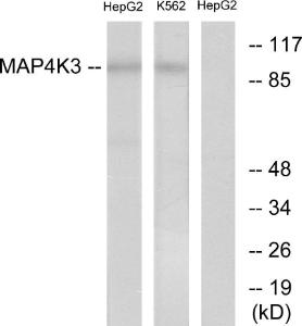 Western blot analysis of lysates from HepG2 and K562 cells using Anti-MAP4K3 Antibody. The right hand lane represents a negative control, where the antibody is blocked by the immunising peptide