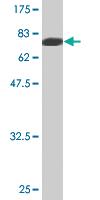 Anti-MYOC Mouse Monoclonal Antibody [clone: 2B4]