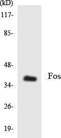 Western blot analysis of the lysates from HepG2 cells using Anti-Fos Antibody