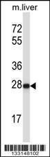 Anti-HELT Rabbit Polyclonal Antibody (AP (Alkaline Phosphatase))