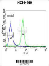 Anti-AKT2 Rabbit Polyclonal Antibody (Biotin)