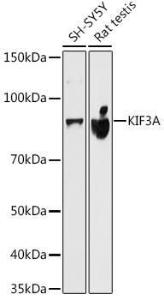 Western blot analysis of extracts of various cell lines, using Anti-KIF3A Antibody [ARC1428] (A309246) at 1:500 dilution The secondary antibody was Goat Anti-Rabbit IgG H&L Antibody (HRP) at 1:10,000 dilution Lysates/proteins were present at 25 µg per lane