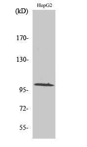 Western blot analysis of various cells using Anti-MAP4K3 Antibody