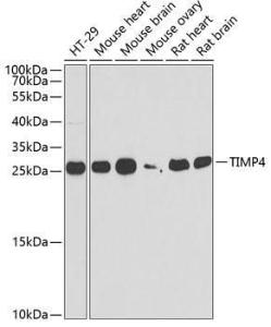 Antibody anti-TIMP4 100 µl