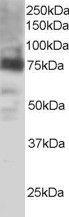 Anti-PTGS2 Antibody (A83806) staining (0.5 µg/ml) of H460 lysate (RIPA buffer, 35 µg total protein per lane). Primary incubated for 1 hour. Detected by western blot using chemilu minescence