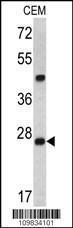 Anti-Dcr-1 Rabbit Polyclonal Antibody (AP (Alkaline Phosphatase))