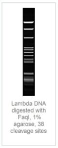 FERMER1811 - ENZYME FAQI 100 UNITS