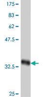 Anti-BRS3 Mouse Polyclonal Antibody