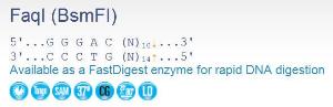 FERMER1811 - ENZYME FAQI 100 UNITS